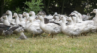 Influenza aviaire hautement pathogène H5N8 : niveau de risque « élevé » sur le territoire français