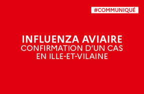 Influenza aviaire | Appel à la vigilance suite à la découverte d'un cas à Saint-Onen-la-Chapelle
