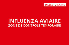 Influenza aviaire | Mise en place d’une zone de contrôle temporaire en Ille-et-Vilaine