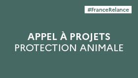 Appel à projets France Relance | Soutien aux associations de protection animale