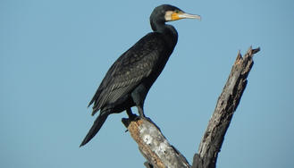 [ESPÈCES PROTÉGÉES] Dérogation à la protection de l'espèce "Grands cormorans" 